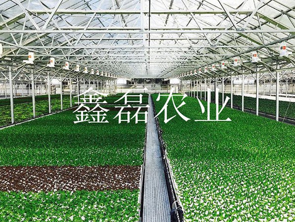 花卉、育苗基地